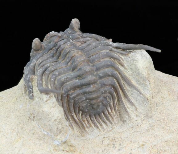 Spiny Leonaspis Trilobite - Foum Zguid, Morocco #40149